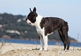 BOSTON TERRIER 351